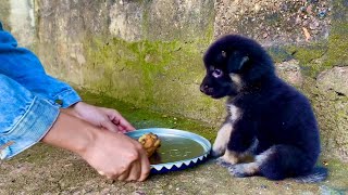 Small Puppy Changes Completely After Being Rescued.  Puppies Rescue
