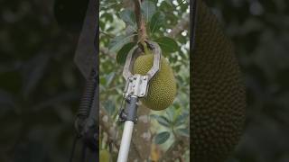 ചക്ക പറിക്കുന്ന മെഷീൻ👌👌 #shortsfeed #ai #aishorts #trendingnow #innovation #fruitpicker #jackfruit
