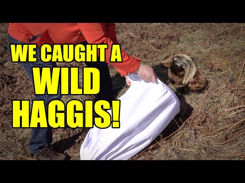 How To Catch Wild Haggis! 🏴󠁧󠁢󠁳󠁣󠁴󠁿 Ep. 239.