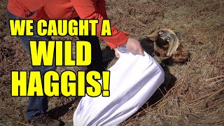 How To Catch Wild Haggis Ep 239