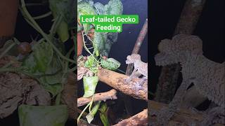 Leaf-tailed Gecko Feeding