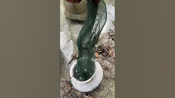 deshi fish catch with net trap from the canal #fishingvideo #netfishing