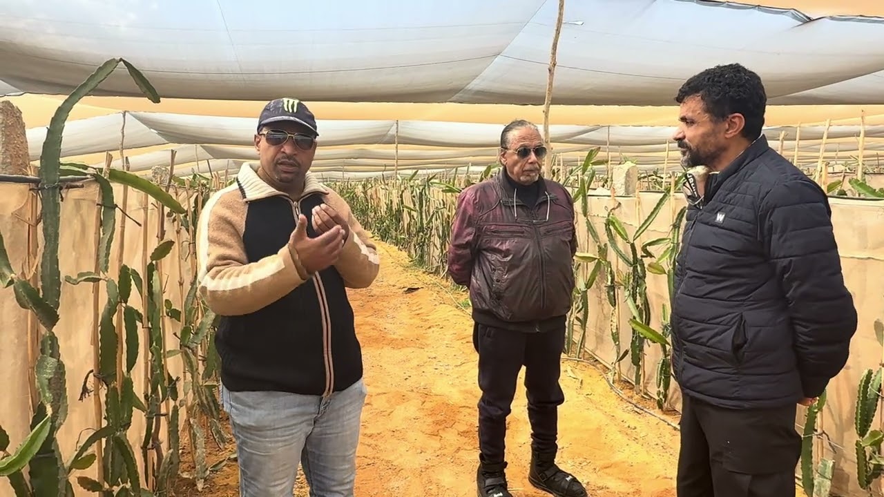 الحلقة ٣٠٧ بعد ١٠ شهور من زراعة الدراجون فى مزرعة د/ نجم و م/ السادات Dr. Negm’s Dragon Fruit Ranch