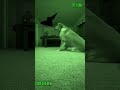 Golden Retriever vs Floating Witch Hat - Security Camera Halloween Footage