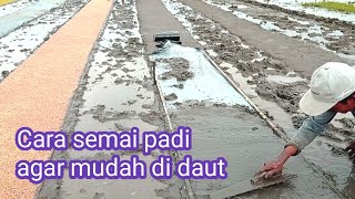 CARA SEMAI BENIH PADI AGAR MUDAH DI DAUT,#tanampadi #semai#transplanter