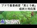 ブドウ　黒とう病　症状と対応策