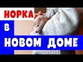 Норка Ихтиандр в новом доме