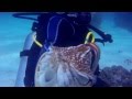 Dive with Nautiluses!! Philippines, Panglao