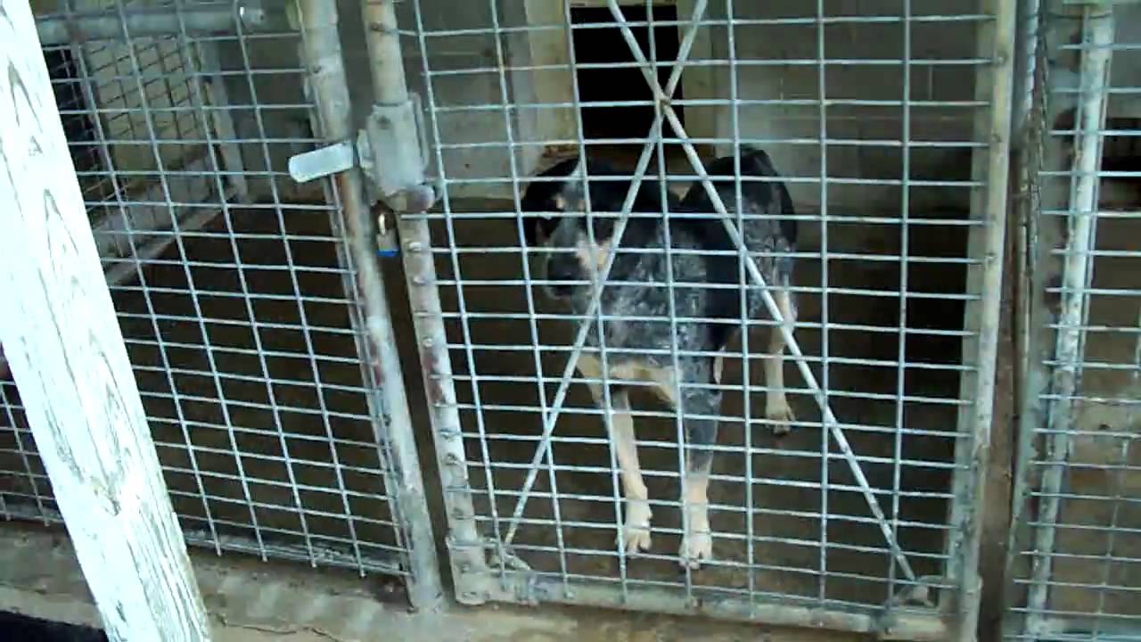 Hancock County Dog Pound, IL - YouTube