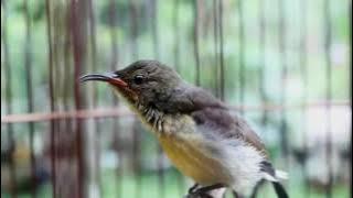 PURPLE THROATED SUNBIRD (BURUNG MADU HUTAN) JUVENILE SINGING