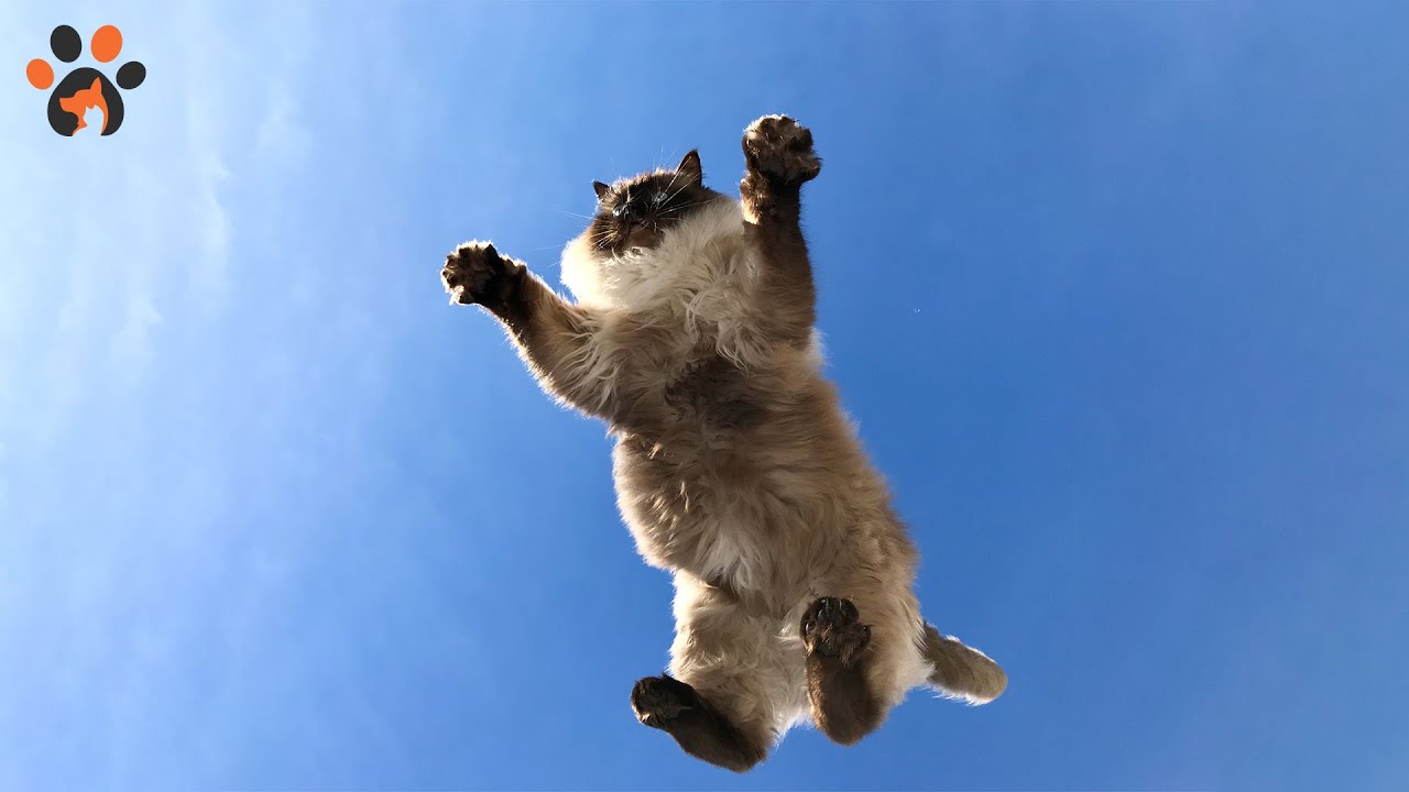 Do cats really have nine lives youtube