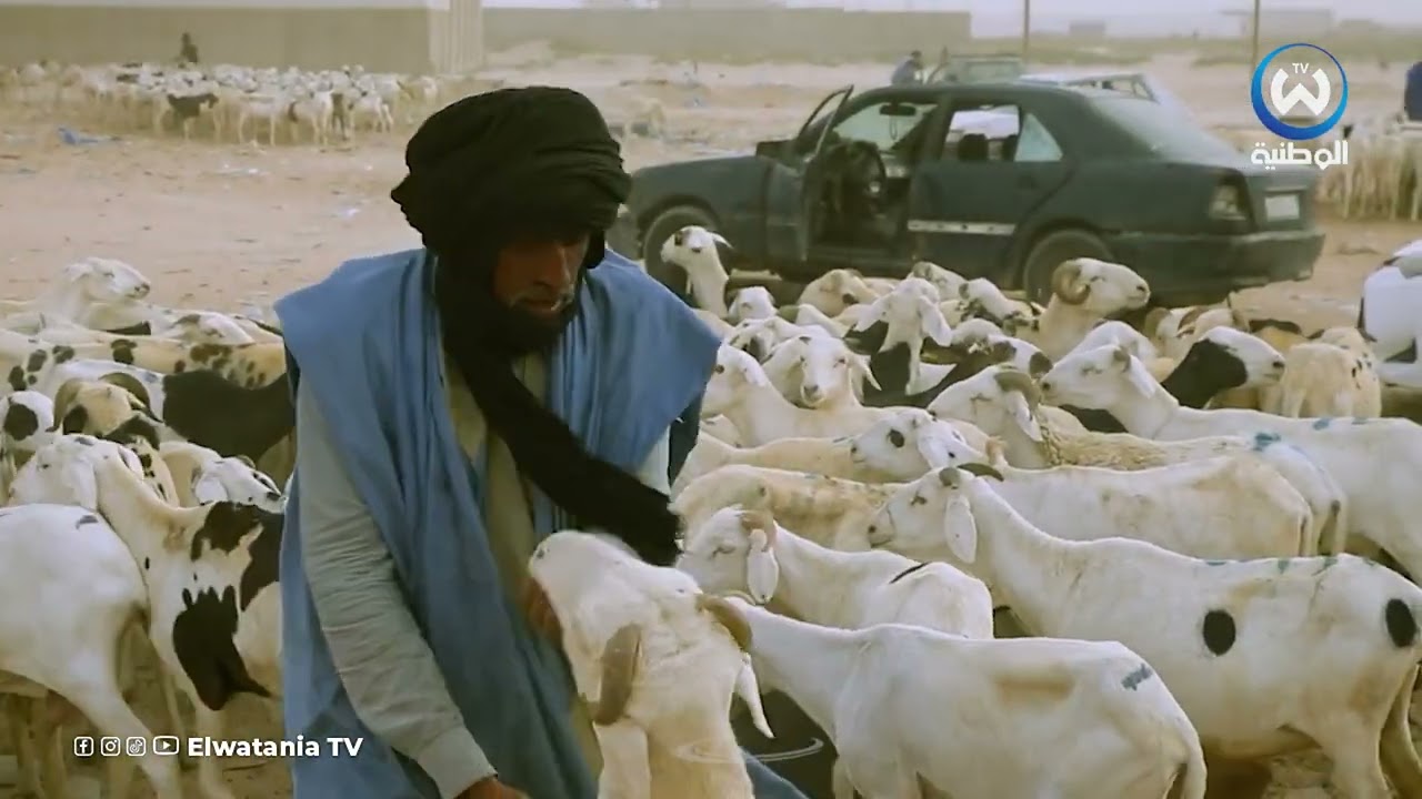 تحضيرا لعيد الأضحى.. الجزائر تتجه نحو موريتانيا  لاستيراد الأغنام