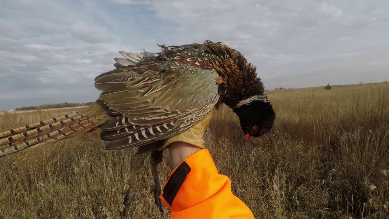 South Dakota Pheasant Hunt public land 102120 YouTube