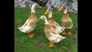 90+ Gambar Unggas Bebek HD Terbaik