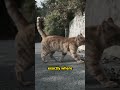Why Cats Walk Like This Will Shock You 🐾 | Hidden Hunter Instinct