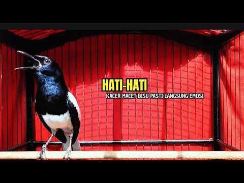 kacer gacor NGEPLONG tarung ini paling ampuh buat PANCINGAN KACER agar EMOSI NYAUT