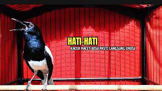 PANCINGAN KACER bahan SUSAH bunyi, KACER GACOR NGEPLONG bikin KACER MANAPUN ikut GACOR