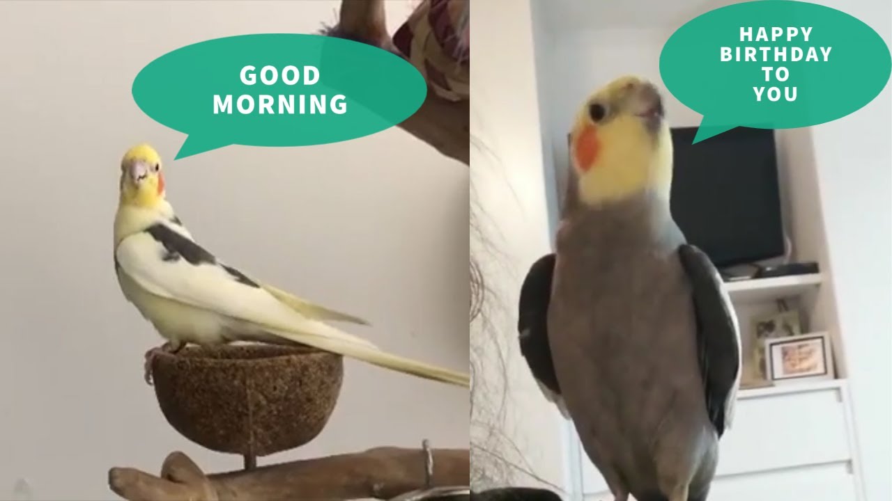 Adorable Cockatiel Parrots Singing and Talking Compilation Cute