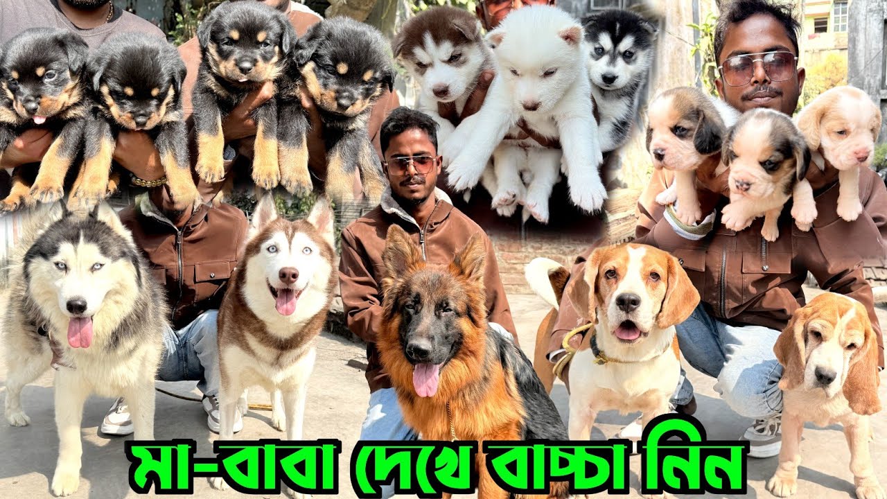Home Breed Puppies Sale in Kolkata. Dog Market in Kolkata Price. Kolkata Dog Market.