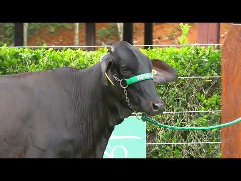 LOTE 16 •  10º LEILÃO GIROLANDO PRIME • 9605CU