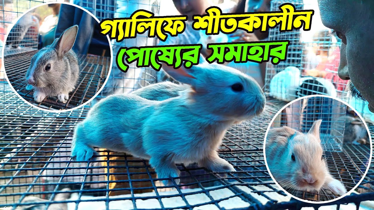Gallif Street Pet Market Current Rabbits, Bunny, Hamster Price
