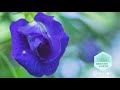 Trusting Your Inner Wisdom Meditation | ABMP Meditate & Move