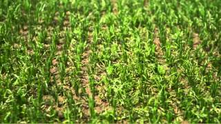 SIS Grass - the world's finest playing surface...
