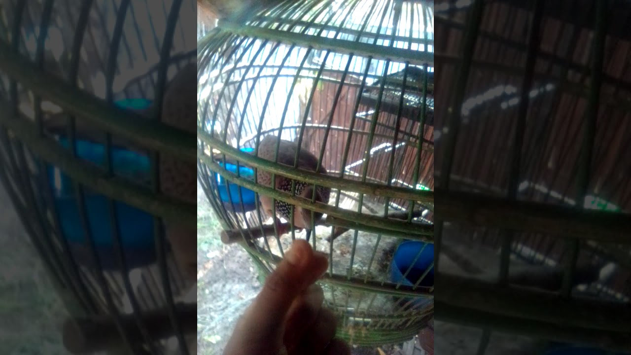 Suara Burung Derkuku manggut terbaru 