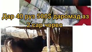 ФАЪОЛИЯТИ ЧОРВОДОРИ 500 ДОЛ ДАР 40 РУЗ