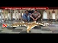 Police Arrest Tiger Skin Smugglers in Adilabad