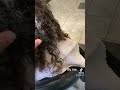 “Poof! 💨 it’s a Bob” #haircut #detangle