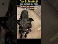 Pure happiness in a puppy #funny #dog #pets #cat #happy #cutedog #joyful #memes #like #cute