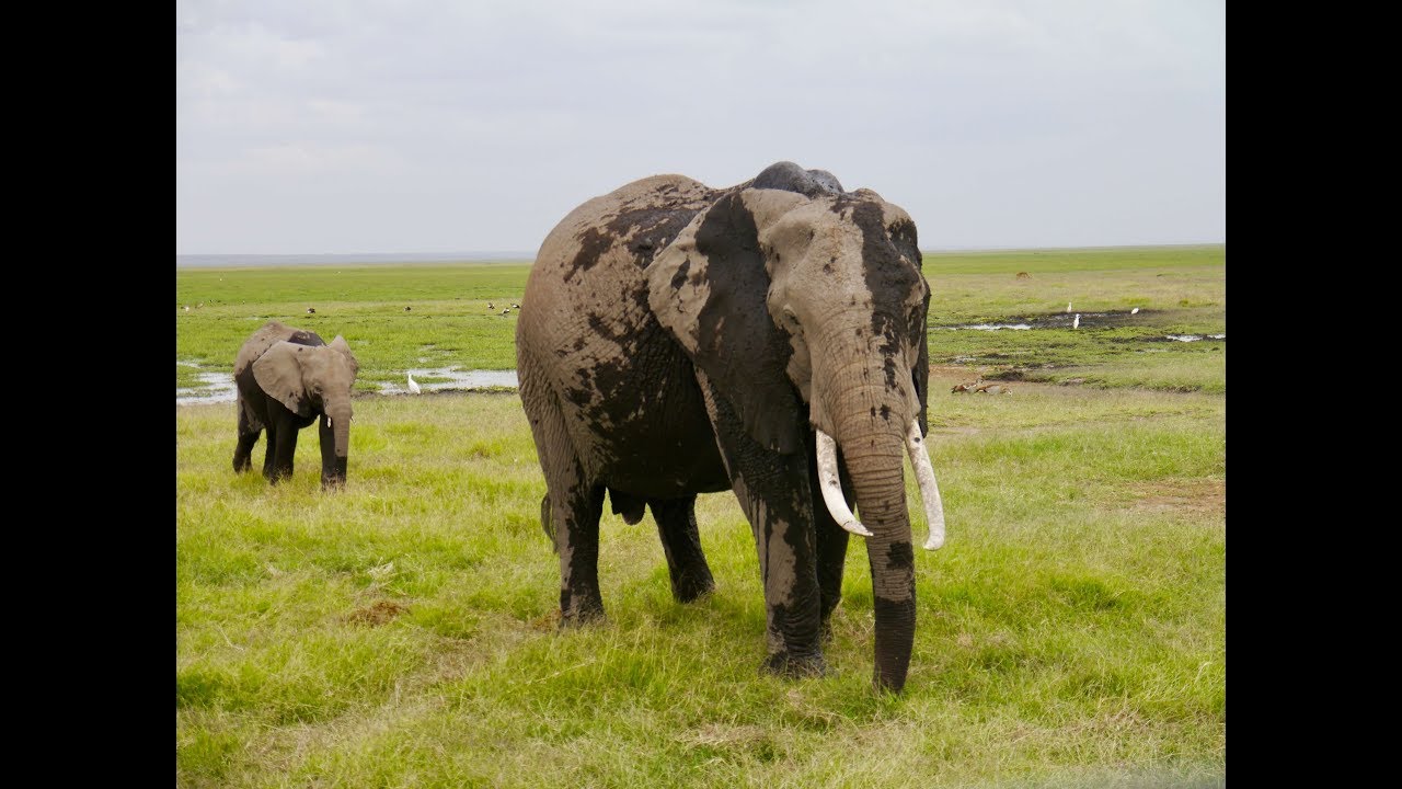 Lake Nakuru & Amboseli National Parks, Kenya - backpacking East Africa ep16