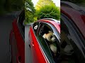 👉¡Un coche rojo… lleno de pandas! 😲🐼#cute #satisfying #car #panda #trending #viral #shorts #amazing