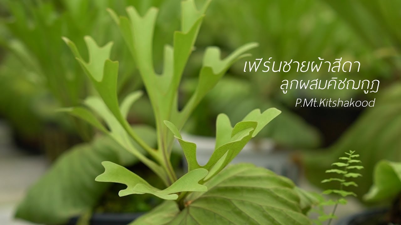 เคล็ดลับการดูแลเฟิร์นจากมืออาชีพ โดยคุณอุ๊ iloveferns.com I P.Mt.Kitshakood (เม้าท์ คิชฌกูฏ)