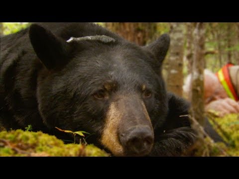 Black Bear Tragically Killed By Hunter | BBC Earth