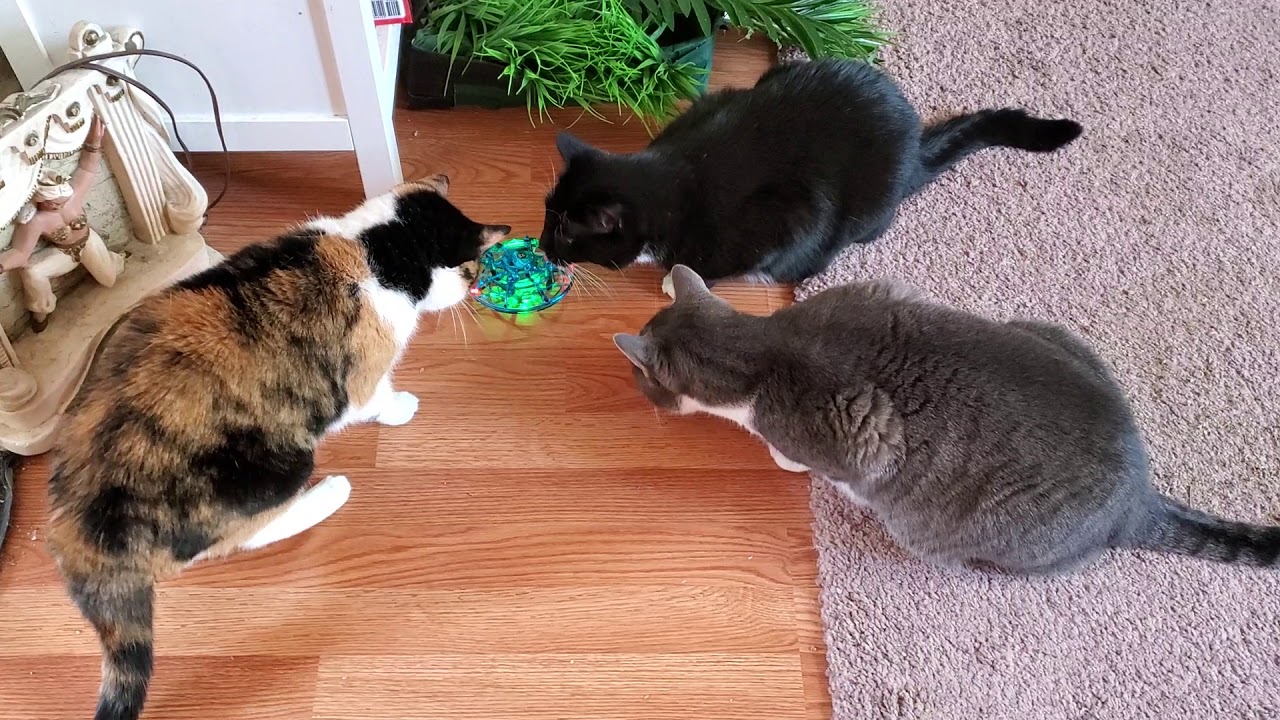Cats playing with Drone YouTube