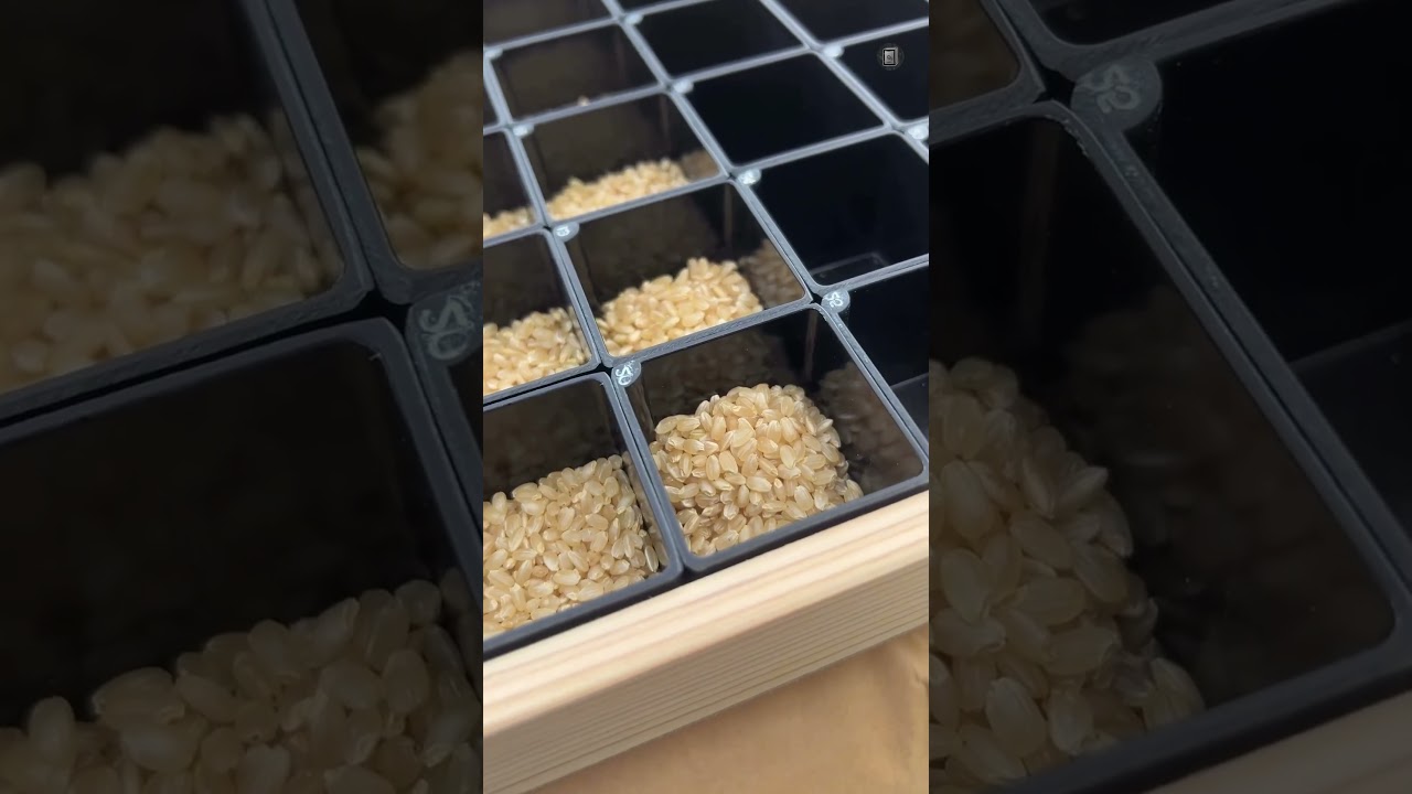 അയാൾ ഒരു അരി സഞ്ചി കുത്തി... ഒരു തരി പോലും വീണില്ല.