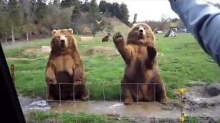 Очень смешные приколы с животными Очень смешные приколы с животными