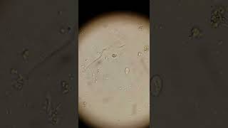 Bào nang Giardia #microscope #paradise #biology #shortvideo