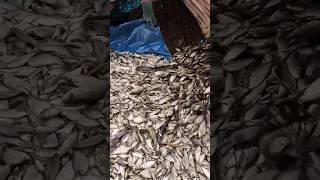 Wow Traditional Fish in Village Bill ? fish fishing bigfish hunting catfish yt fishingvideo