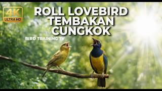 🔴 Live Masteran Roll Tembak Cucak Cungkok Gacor vs Kenari Gacor Isian Lovebird Panjang