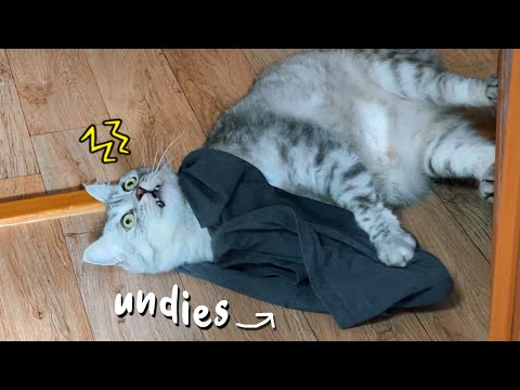 <strong>Cat</strong> vs Underwear | My <strong>Cat</strong> Goes Crazy <strong>Over</strong> My Underwear