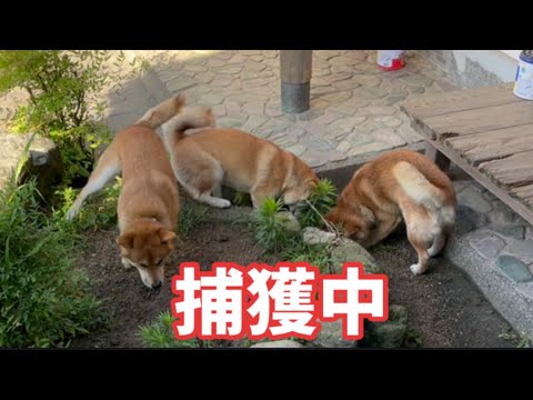 大好きな柴犬を触れなくなった日