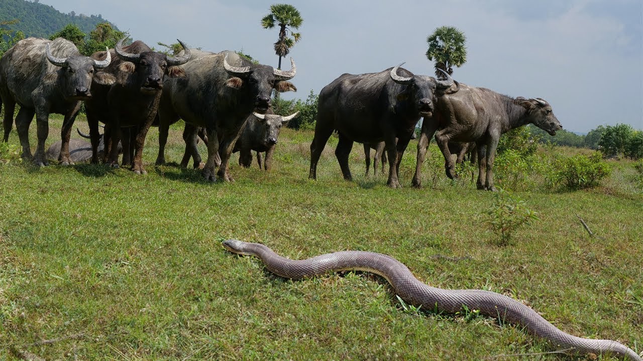 Brave Wilderness - Rescue Buffalo life from Big Snake - YouTube