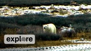 Polar Bears: Staying Warm?