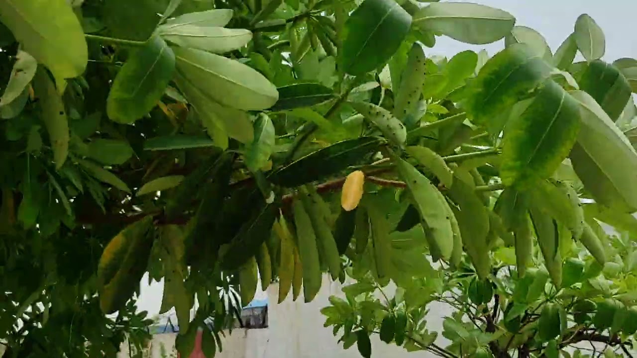 Devil's Tree - शैतान का पेड़। State Tree of West Bengal - Blackboard Tree || Alstonia scholaris