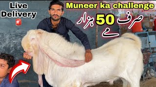 🍀 Live Delivery 🚨 Muneer Goat Farm Top Quality Bakriyan & Breadar Le Aya 😍 | Bakra Mandi