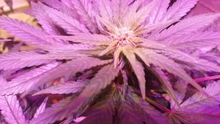 20160913Ecosunlite LED growing