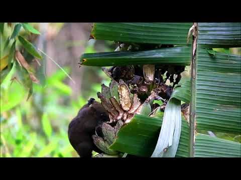 Tiếng sóc bụng đỏ mùa giao phối